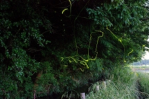 望地のゲンジ蛍の拡大写真を表示