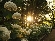 夕陽に輝く相模原北公園の紫陽花の拡大写真を表示