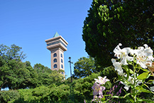 ユリ（相模原麻溝公園）（2025年7月撮影分）の拡大写真を表示