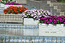 水とインパチェンス（相模原北公園）（2025年7月撮影分）の拡大写真を表示