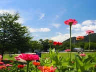 百日草（津久井湖城山公園水の苑地）の拡大写真を表示