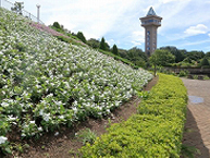 夏の風景(相模原麻溝公園)の拡大写真を表示
