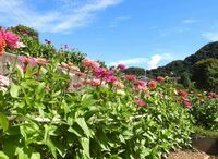 水の苑地(2023年8月撮影分)の拡大写真を表示