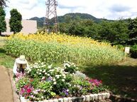 花の苑地(2023年8月撮影分)の拡大写真を表示