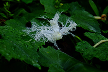 カラスウリの花(津久井湖城山公園)(2024年8月撮影分)の拡大写真を表示