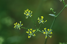 ミシマサイコ(相模原麻溝公園)(2025年8月撮影分)の拡大写真を表示