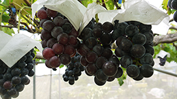 ゆうゆう農場ぶどう畑(2025年8月撮影分)の拡大写真を表示