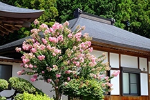 功雲寺の百日紅(2025年8月撮影分)の拡大写真を表示