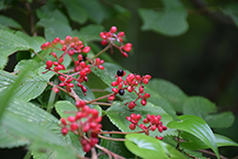 赤い実(緑区日連)(2025年8月撮影分)の拡大写真を表示