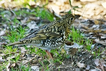 写真:木の実と鳥の観察会(内藤賀三さん)