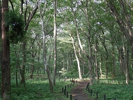 写真:憩いの場、木もれびの森を訪ねて(小林正弘さん)