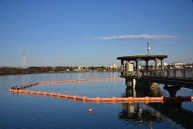 写真:渡り鳥がみられる「相模原沈澱池」(鮎川宜正さん)