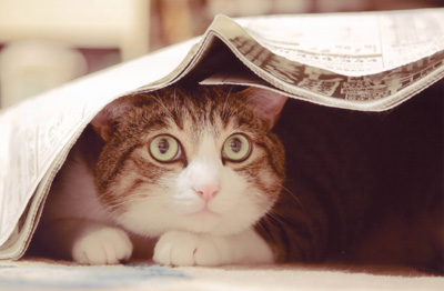 「居ごこち」武部 雅子(神奈川県)