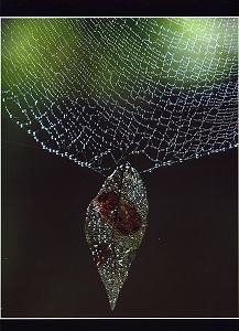 写真:ネックレス