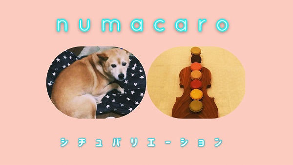 numacaroシチュバリエーションを紹介する写真(犬の写真、バイオリンの玩具の写真)
