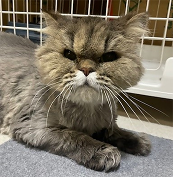 譲渡対象猫むぎちゃんの写真