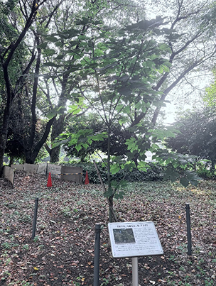 被爆アオギリ二世の写真