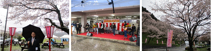 桜まつり会場の様子 写真