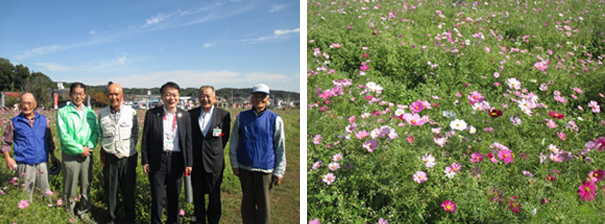 写真:コスモス園