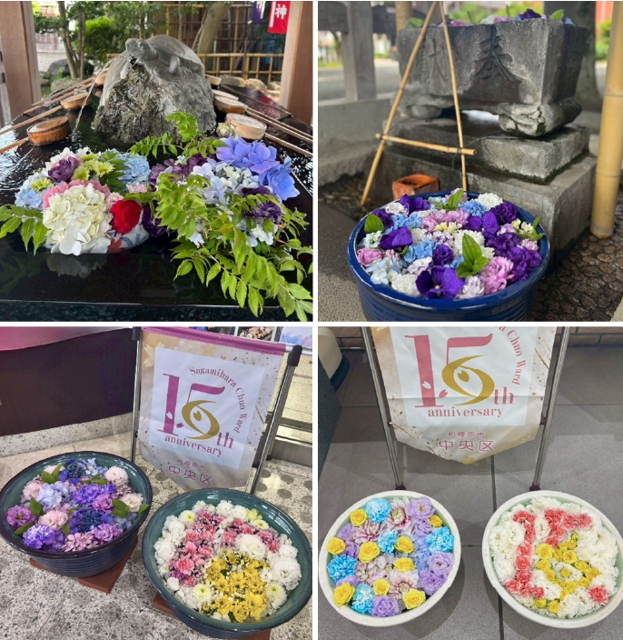 令和7年6月あじさい×中央区花手水の写真