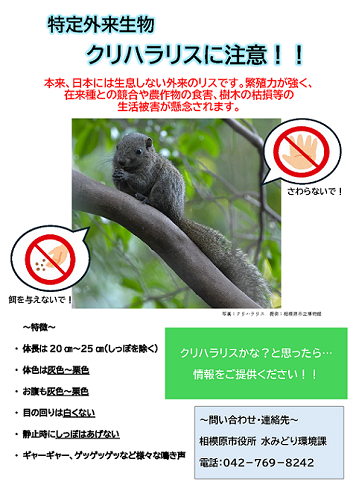 クリハラリス　ポスター