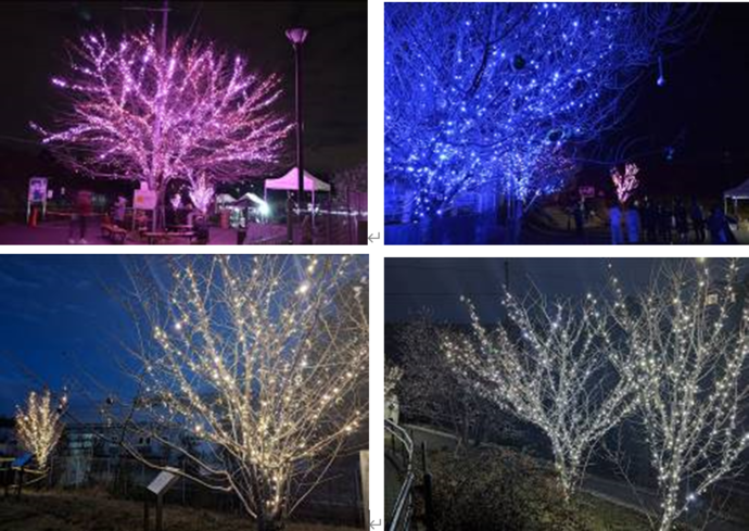 4色のLEDが輝くサクラ　写真