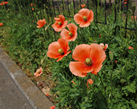 ナガミヒナゲシの写真