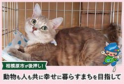 相模原市が後押し!動物も人も共に幸せに暮らすまちを目指してリンクバナー(外部リンク・新しいウインドウで開きます)