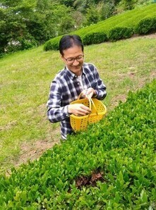 お茶摘みをする区長 写真