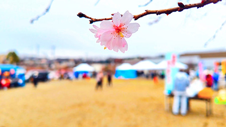 上溝さくらまつり 桜一輪