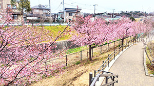 姥川沿い河津桜