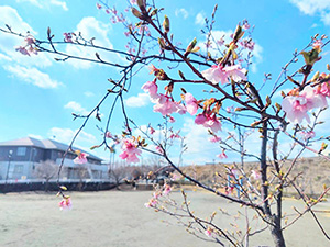 3月9日　桜の様子