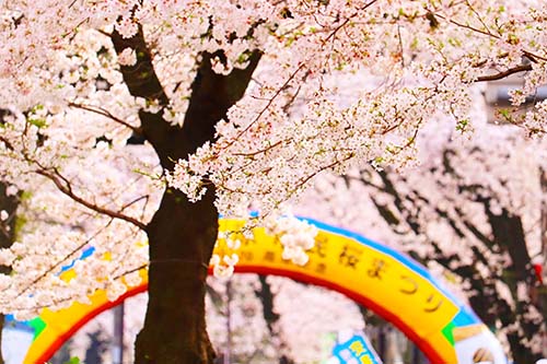 さくらまつり 写真