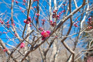 津久井湖城山公園の花