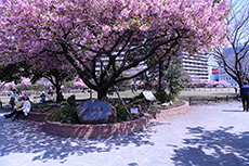 橋本公園の河津桜