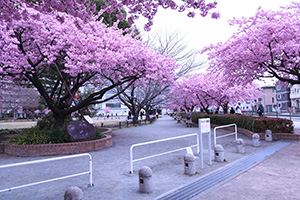 橋本公園の河津桜（広角）