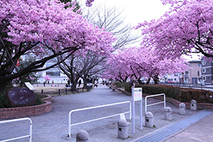 橋本公園の河津桜（挟角）