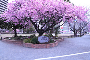 河津桜とモニュメント（正面）