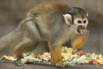 コモンリスザルのお食事