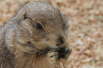 プレーリードッグのもぐもぐ