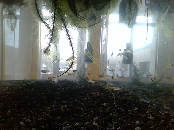 島田　隼人『おだやかにくらしているキレイなメダカ』