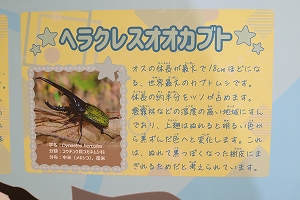 写真：カブトムシ