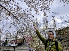 桜とイルミネーションと区長